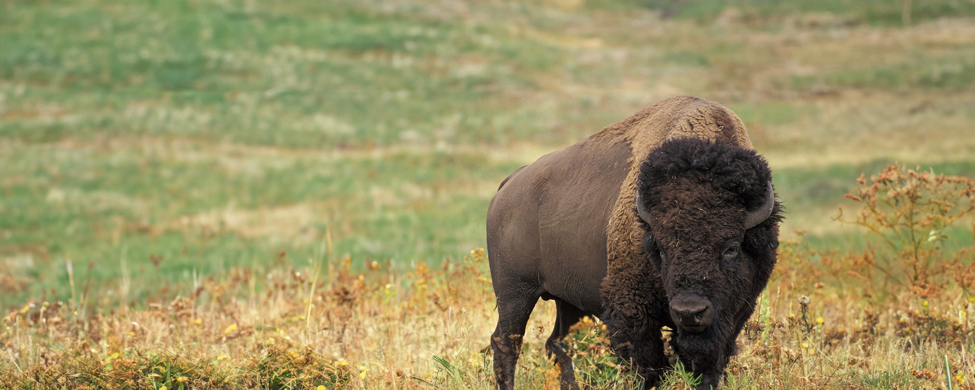 Buffalo Range